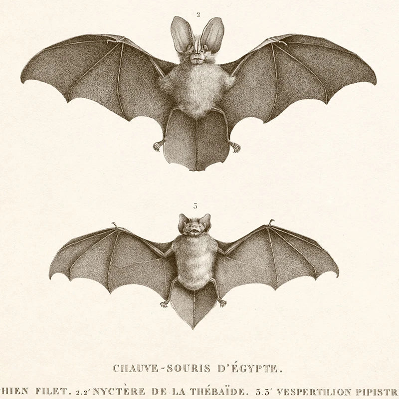 The Gothic Bat Wall Art Print
