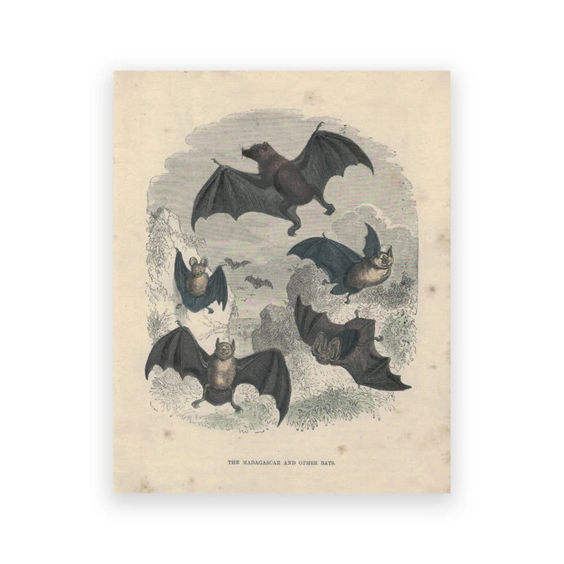 The Gothic Bat Wall Art Print