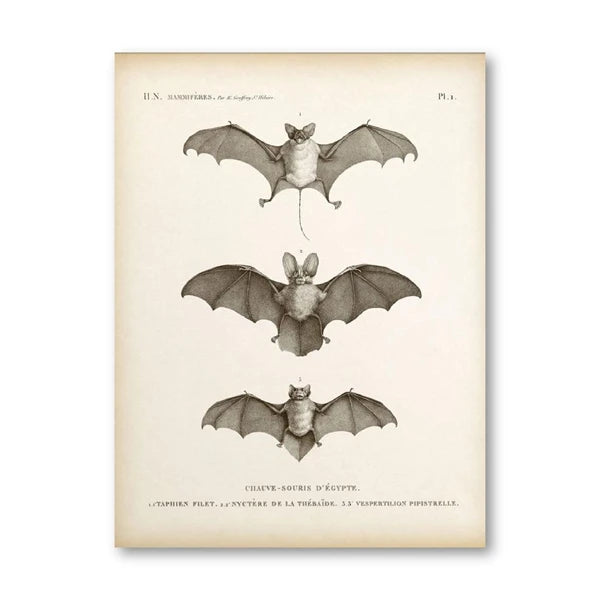 The Gothic Bat Wall Art Print